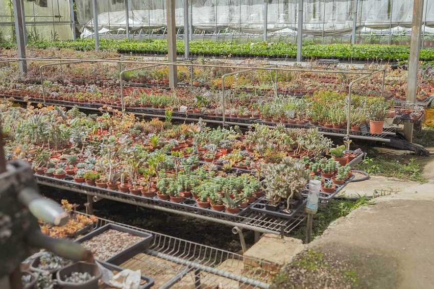 桃園繡球花季中興花卉枕頭山圈復興鄉景點