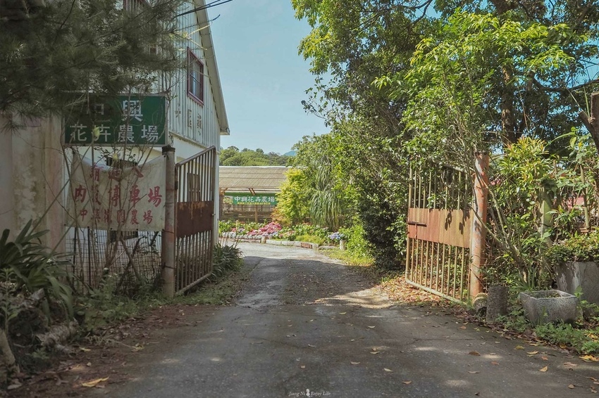 桃園繡球花季中興花卉枕頭山圈復興鄉景點