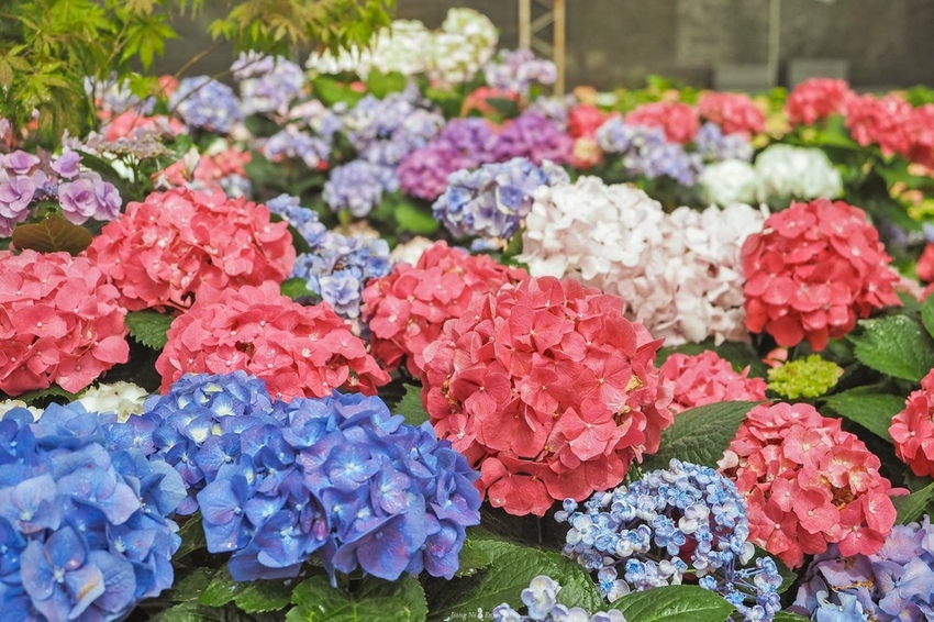 桃園繡球花季中興花卉枕頭山圈復興鄉景點