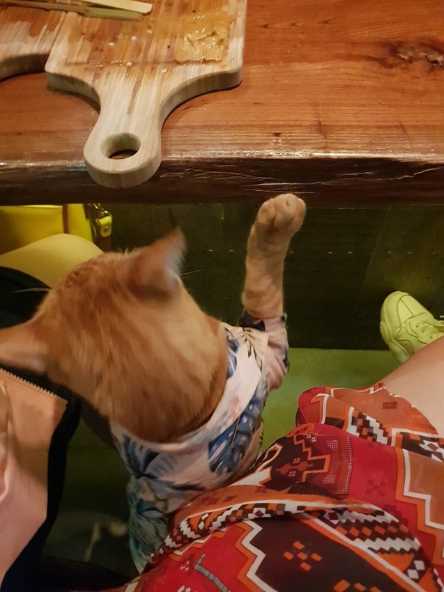 【花蓮.市區】寵物友善谷慕滋餐酒館。藝人張震嶽開的店。深夜美食燒烤+調酒營業至凌晨兩點