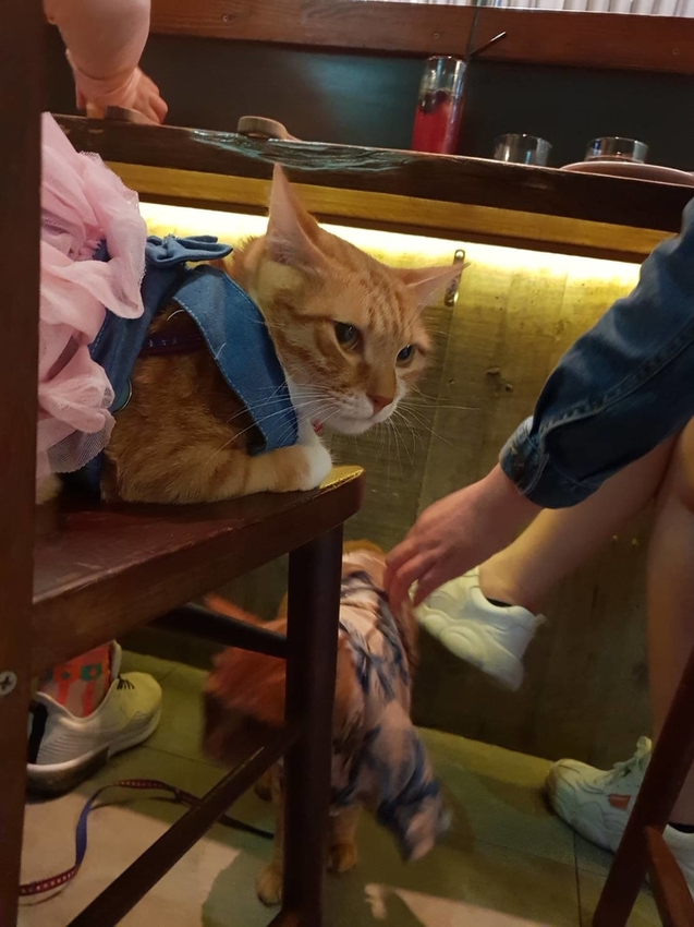 【花蓮.市區】寵物友善谷慕滋餐酒館。藝人張震嶽開的店。深夜美食燒烤+調酒營業至凌晨兩點