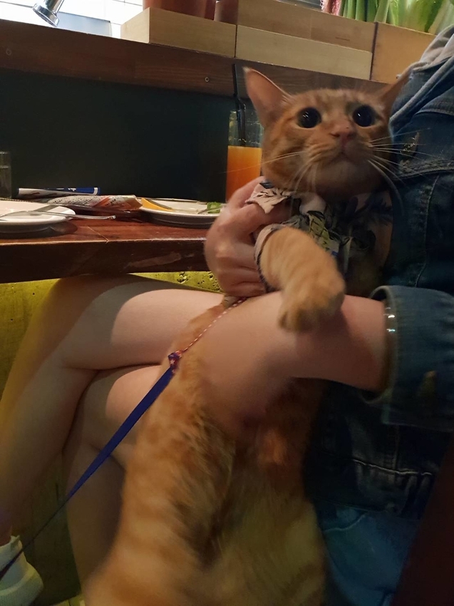 【花蓮.市區】寵物友善谷慕滋餐酒館。藝人張震嶽開的店。深夜美食燒烤+調酒營業至凌晨兩點