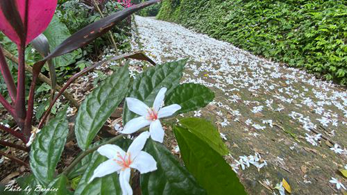 0502 1-福興宮05.jpg