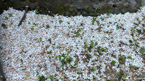 0502 1-福興宮09.jpg