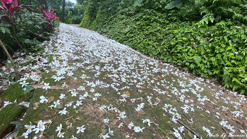 0502 1-福興宮06.jpg