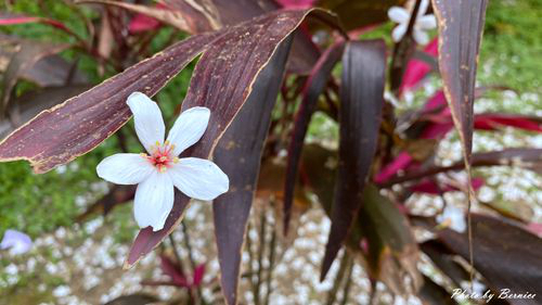 0502 1-福興宮07.jpg