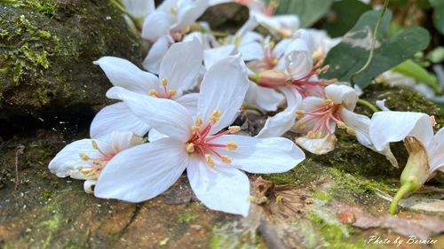 0502 1-福興宮10.jpg