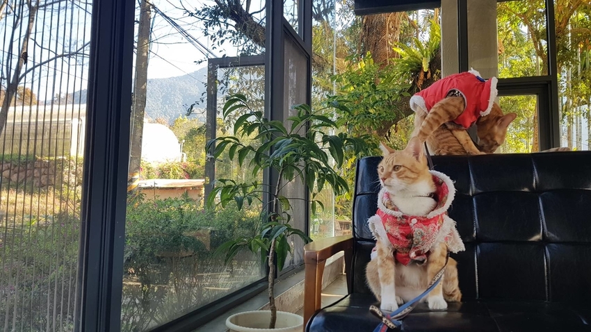 128283.jpg - 【南投.信義】賞櫻花梅花推薦民宿。望鄉部落親切可愛的達芭凱花園民宿