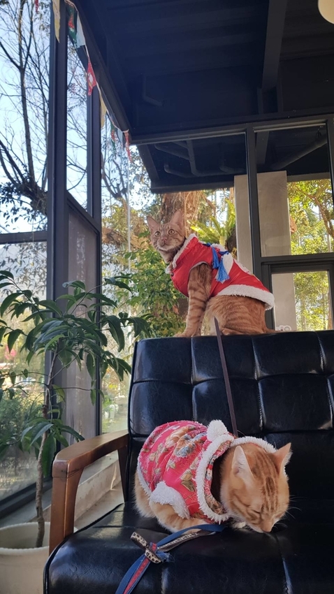 128281.jpg - 【南投.信義】賞櫻花梅花推薦民宿。望鄉部落親切可愛的達芭凱花園民宿