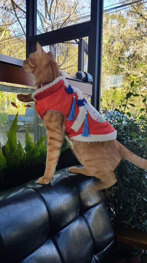 128284.jpg - 【南投.信義】賞櫻花梅花推薦民宿。望鄉部落親切可愛的達芭凱花園民宿