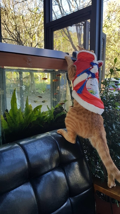 128285.jpg - 【南投.信義】賞櫻花梅花推薦民宿。望鄉部落親切可愛的達芭凱花園民宿