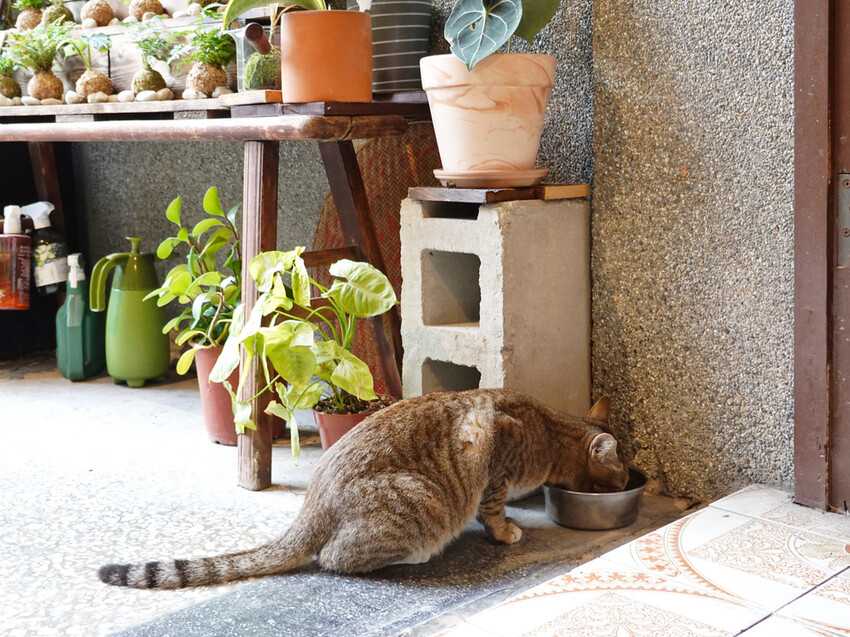 新北市板橋區新北板橋—旭舊咖啡Shiu Jiou｜細品懷舊老件的咖啡時光屋｜中山路、板橋大遠百、板新站、板橋體育場