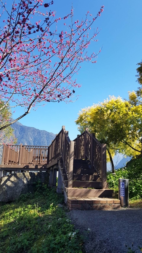 128148.jpg - 【南投.信義】望高茶園品茶用餐。季節限定美景漫步在櫻花道中