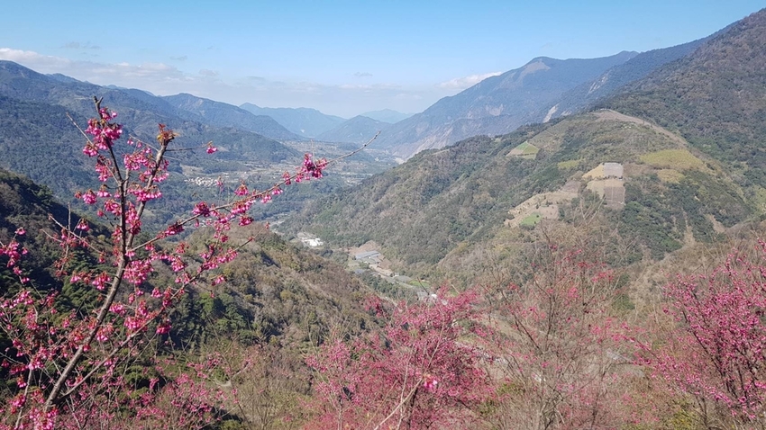 128150.jpg - 【南投.信義】望高茶園品茶用餐。季節限定美景漫步在櫻花道中