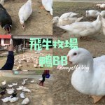 集品蝦仁飯 不到關門時間就賣完 吃了卻很失望 台南美食 - 丹尼的吃喝玩樂