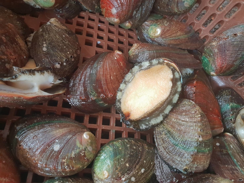 【新北.貢寮】北海岸散散步。看海吃飯海邊橘屋。超新鮮海水養殖九孔。活體現烤超級新鮮。推烤九孔+九孔炒飯+涼拌茶葉菜