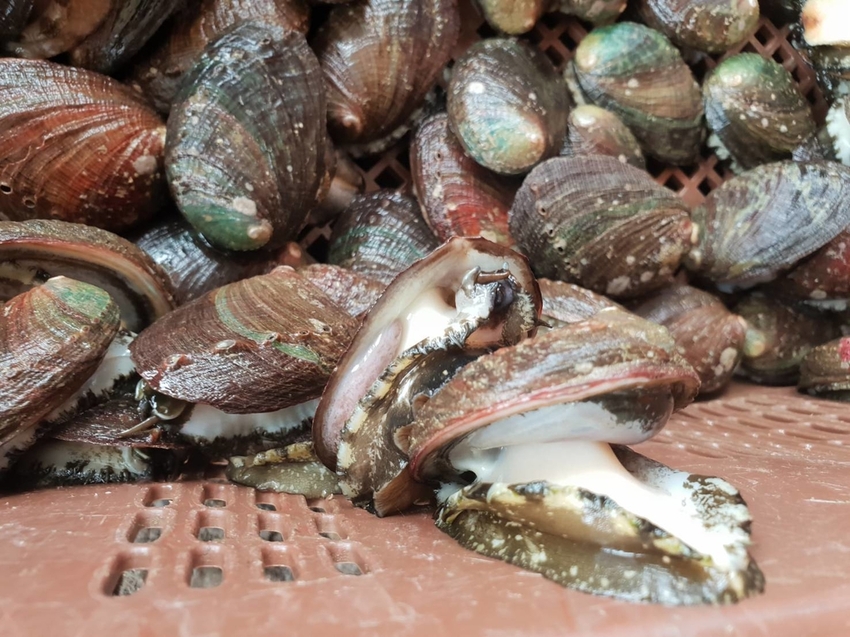 【新北.貢寮】北海岸散散步。看海吃飯海邊橘屋。超新鮮海水養殖九孔。活體現烤超級新鮮。推烤九孔+九孔炒飯+涼拌茶葉菜