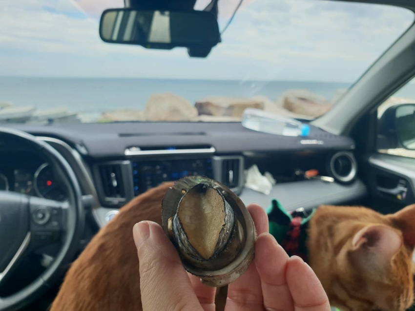 【新北.貢寮】北海岸散散步。看海吃飯海邊橘屋。超新鮮海水養殖九孔。活體現烤超級新鮮。推烤九孔+九孔炒飯+涼拌茶葉菜