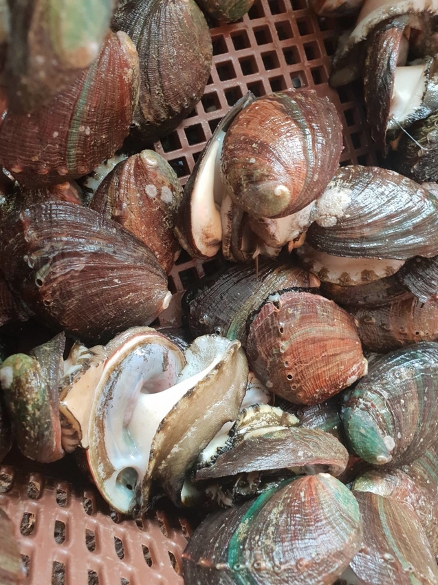 【新北.貢寮】北海岸散散步。看海吃飯海邊橘屋。超新鮮海水養殖九孔。活體現烤超級新鮮。推烤九孔+九孔炒飯+涼拌茶葉菜