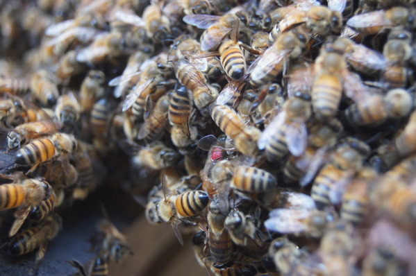 台灣好行南庄線 2日小旅行-東河吊橋、南庄巴斯達隘祭場、向天湖