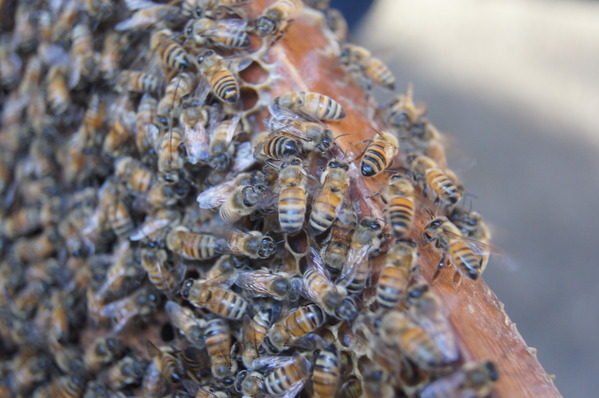 台灣好行南庄線 2日小旅行-東河吊橋、南庄巴斯達隘祭場、向天湖