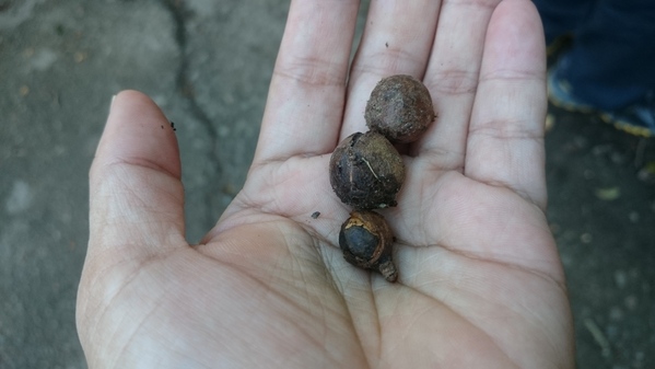 台灣好行南庄線 2日小旅行-東河吊橋、南庄巴斯達隘祭場、向天湖