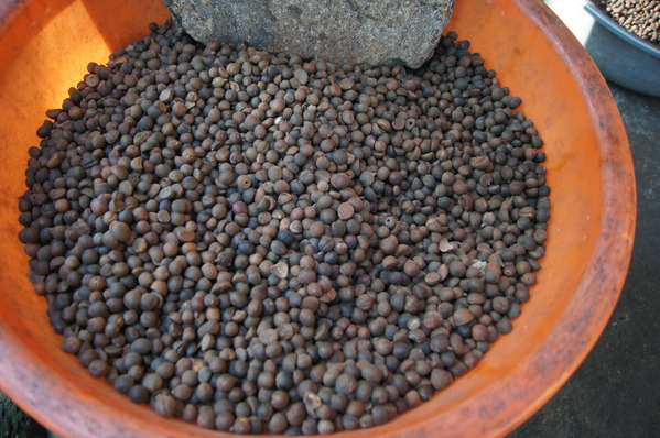 台灣好行南庄線 2日小旅行-東河吊橋、南庄巴斯達隘祭場、向天湖