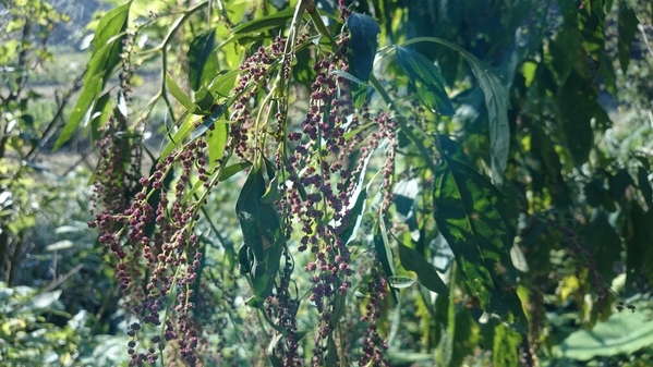 台灣好行南庄線 2日小旅行-東河吊橋、南庄巴斯達隘祭場、向天湖