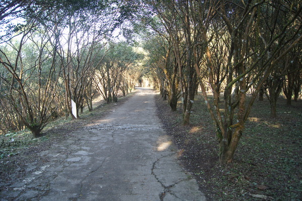 台灣好行南庄線 2日小旅行-東河吊橋、南庄巴斯達隘祭場、向天湖