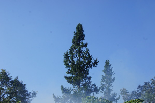 台灣好行南庄線 2日小旅行-東河吊橋、南庄巴斯達隘祭場、向天湖