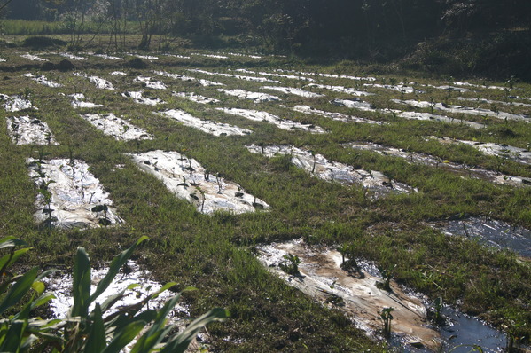 台灣好行南庄線 2日小旅行-東河吊橋、南庄巴斯達隘祭場、向天湖