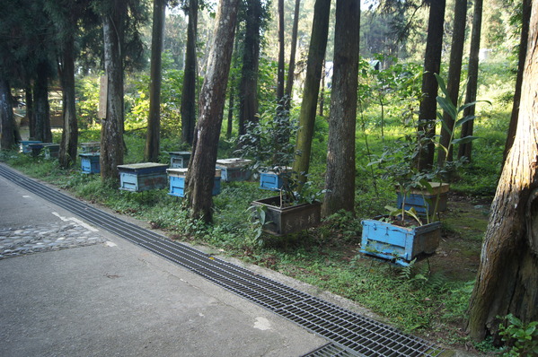 台灣好行南庄線 2日小旅行-東河吊橋、南庄巴斯達隘祭場、向天湖
