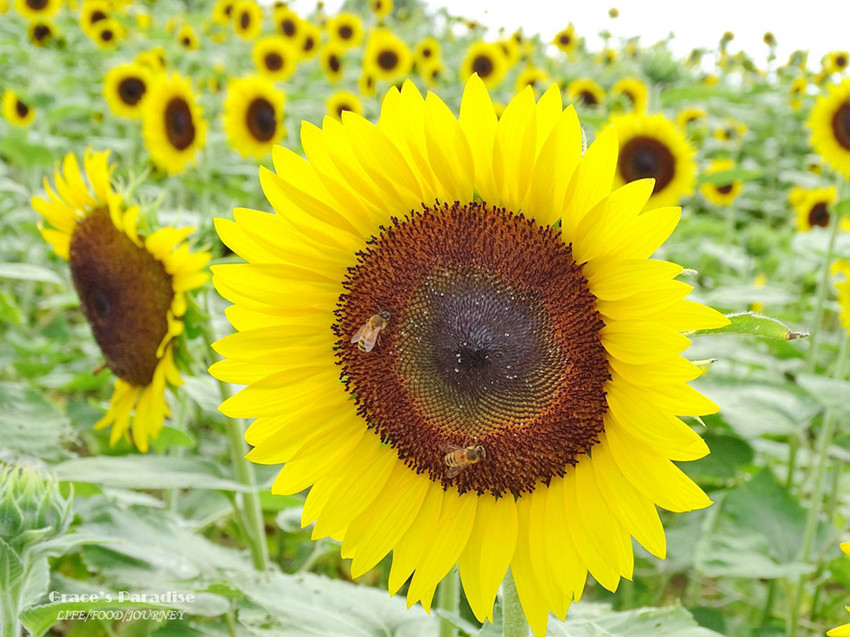 向陽農場-桃園親子免費景點 (27).jpg