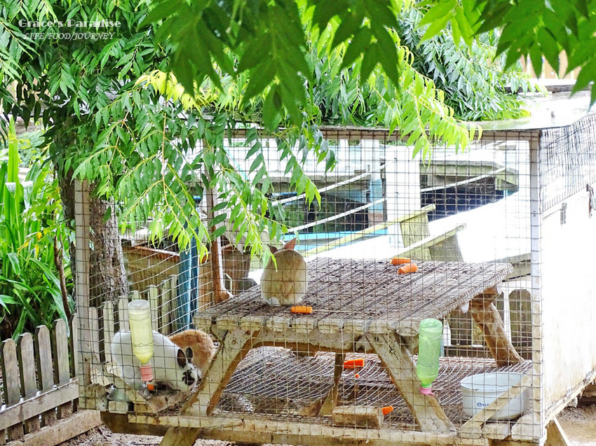 向陽農場-桃園親子免費景點 (39).jpg