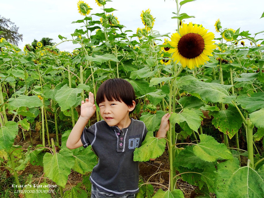 向陽農場-桃園親子免費景點 (20).jpg