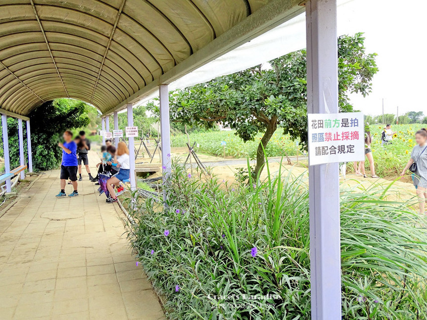 向陽農場-桃園親子免費景點 (18).jpg