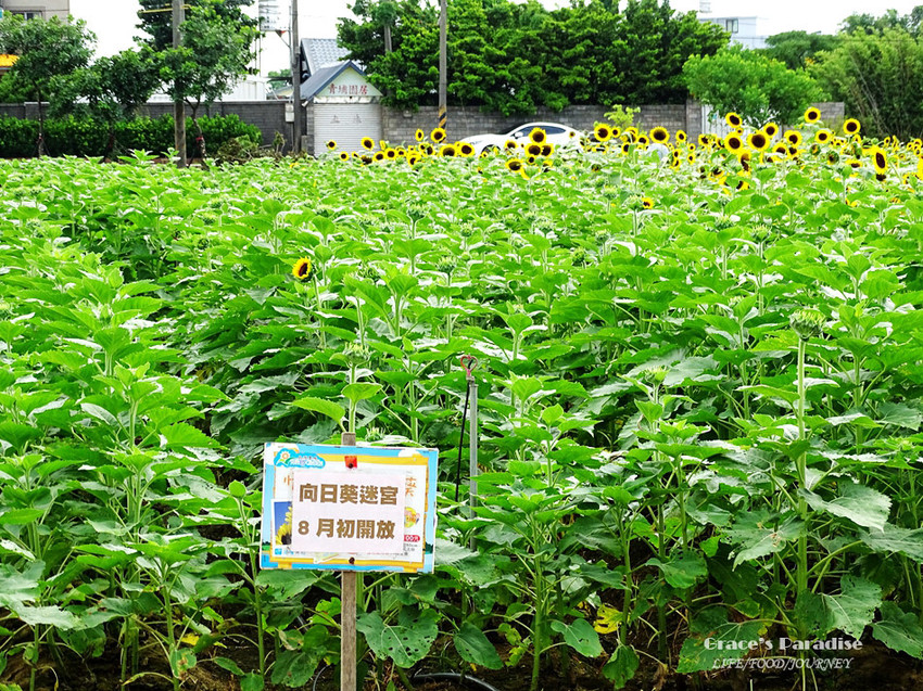 向陽農場-桃園親子免費景點 (22).jpg
