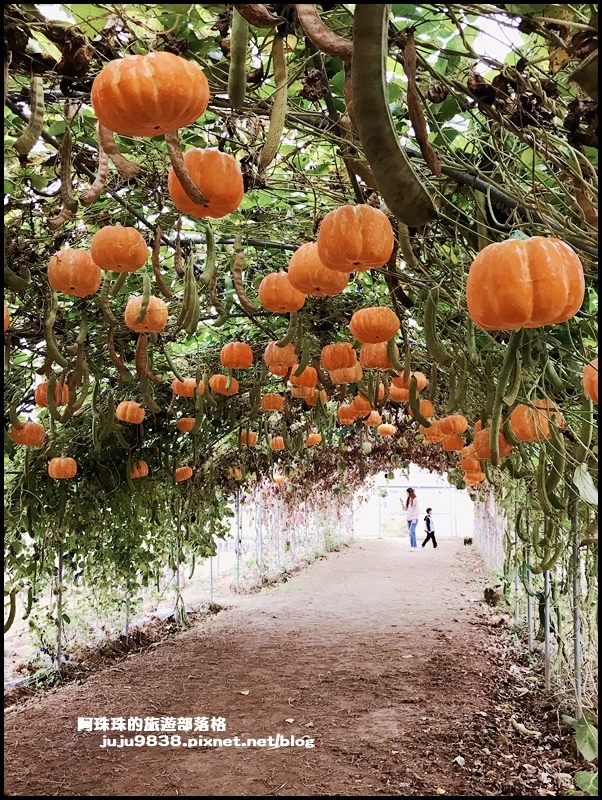 向陽農場55.JPG
