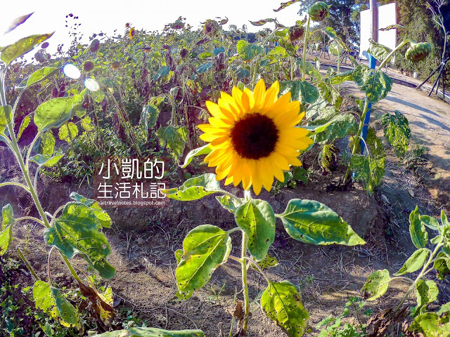 『桃園觀音』| 向陽農場 | 向日葵花海 | 免費景點 | 免門票 | 向日葵主題農場  | 桃園一日遊