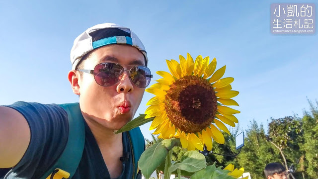 『桃園觀音』| 向陽農場 | 向日葵花海 | 免費景點 | 免門票 | 向日葵主題農場  | 桃園一日遊