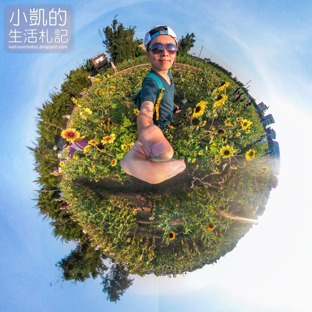 小凱的生活札記,桃園觀音,向陽農場,向日葵花海,免費景點,免門票,向日葵主題農場,桃園一日遊