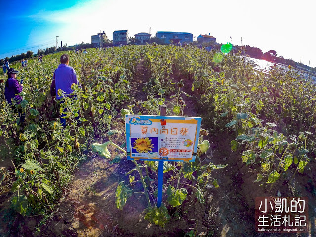 『桃園觀音』| 向陽農場 | 向日葵花海 | 免費景點 | 免門票 | 向日葵主題農場  | 桃園一日遊