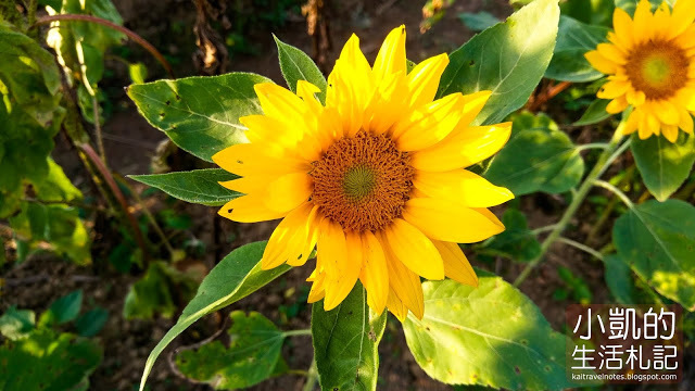 『桃園觀音』| 向陽農場 | 向日葵花海 | 免費景點 | 免門票 | 向日葵主題農場  | 桃園一日遊