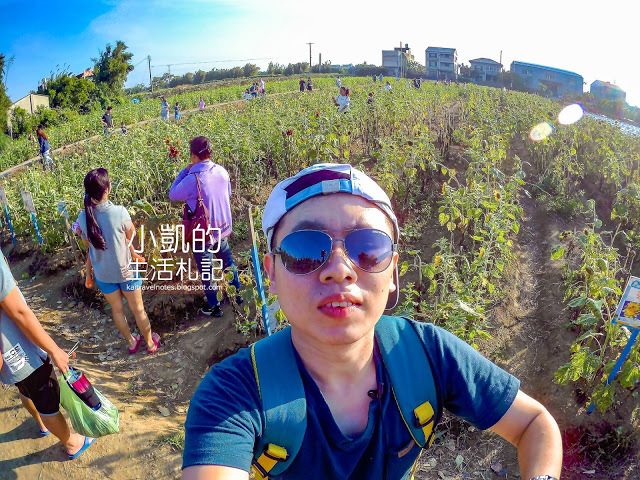 『桃園觀音』| 向陽農場 | 向日葵花海 | 免費景點 | 免門票 | 向日葵主題農場  | 桃園一日遊