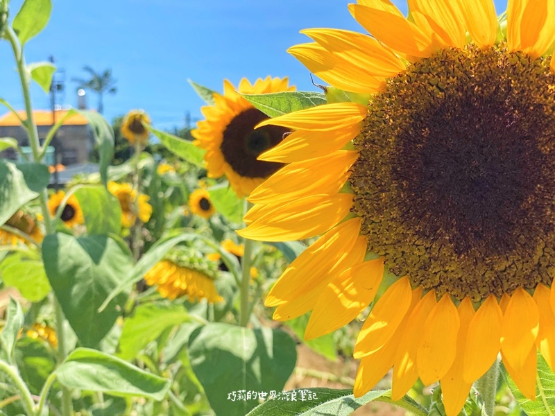 桃園景點 || 北台灣最大的向日葵主題農場「向陽農場」，大片向日葵花海超好拍！