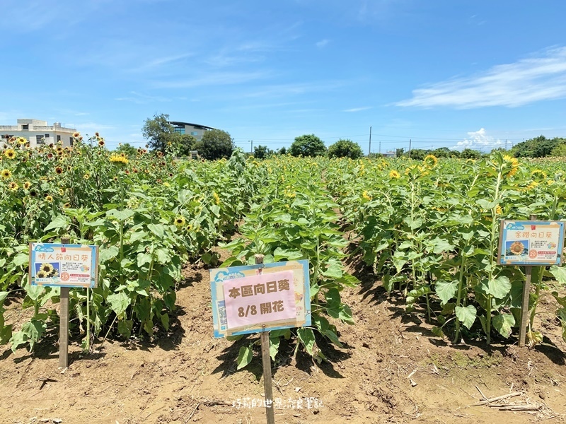 桃園景點 || 北台灣最大的向日葵主題農場「向陽農場」，大片向日葵花海超好拍！