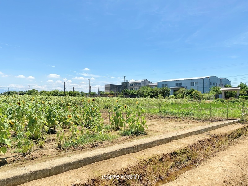 桃園景點 || 北台灣最大的向日葵主題農場「向陽農場」，大片向日葵花海超好拍！