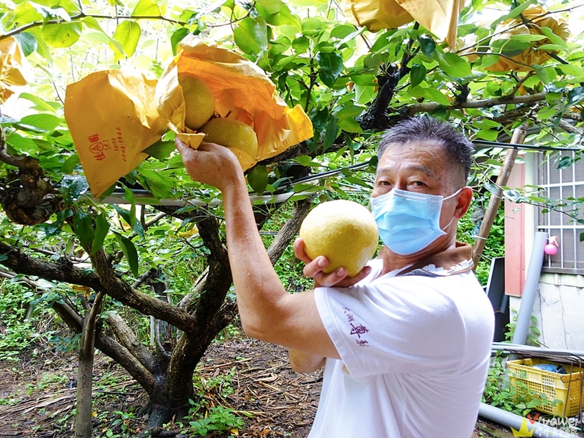 苗栗大湖｜『大湖尊梨季』大湖不只有草莓~還有果脆汁多的好吃尊梨~值得推薦! - 瑋瑋＊美食萬歲
