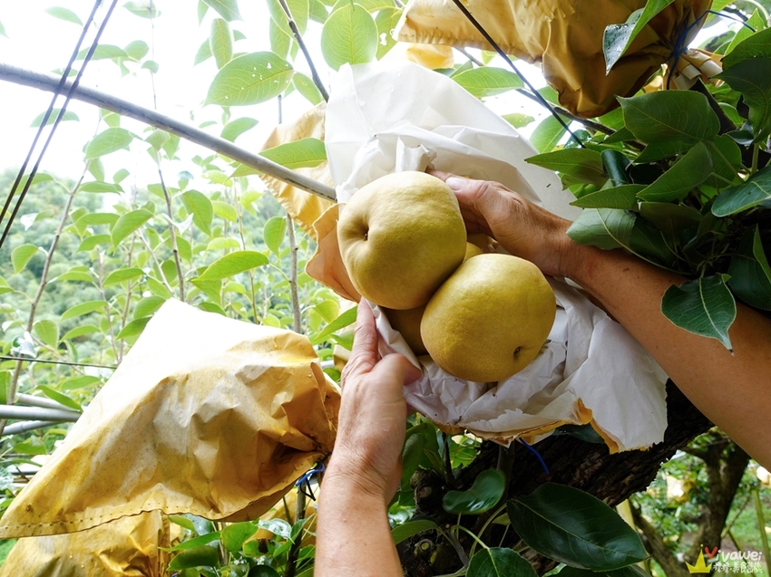 苗栗大湖｜『大湖尊梨季』大湖不只有草莓~還有果脆汁多的好吃尊梨~值得推薦! - 瑋瑋＊美食萬歲