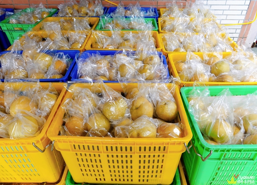 苗栗大湖｜『大湖尊梨季』大湖不只有草莓~還有果脆汁多的好吃尊梨~值得推薦! - 瑋瑋＊美食萬歲